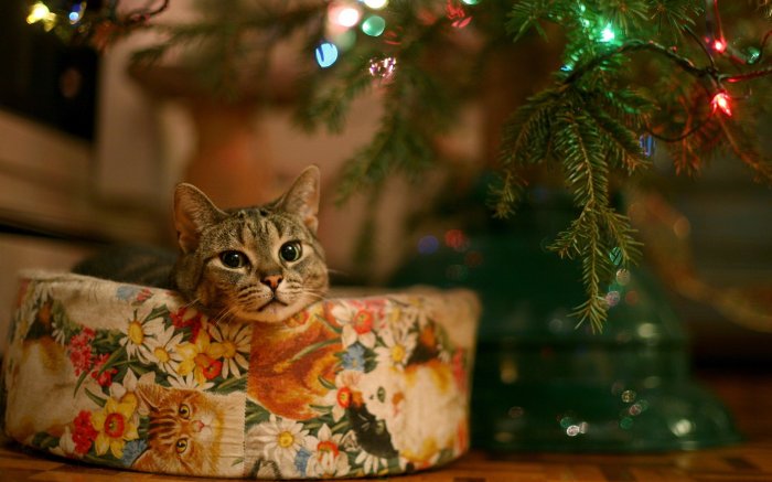 Christmas Cat
